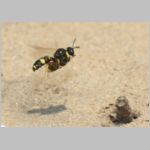 Cerceris rybyensis - Knotenwespe 36a mit Lasioglossum - Furchenbiene - Sandgrube Niedringhaussee.jpg